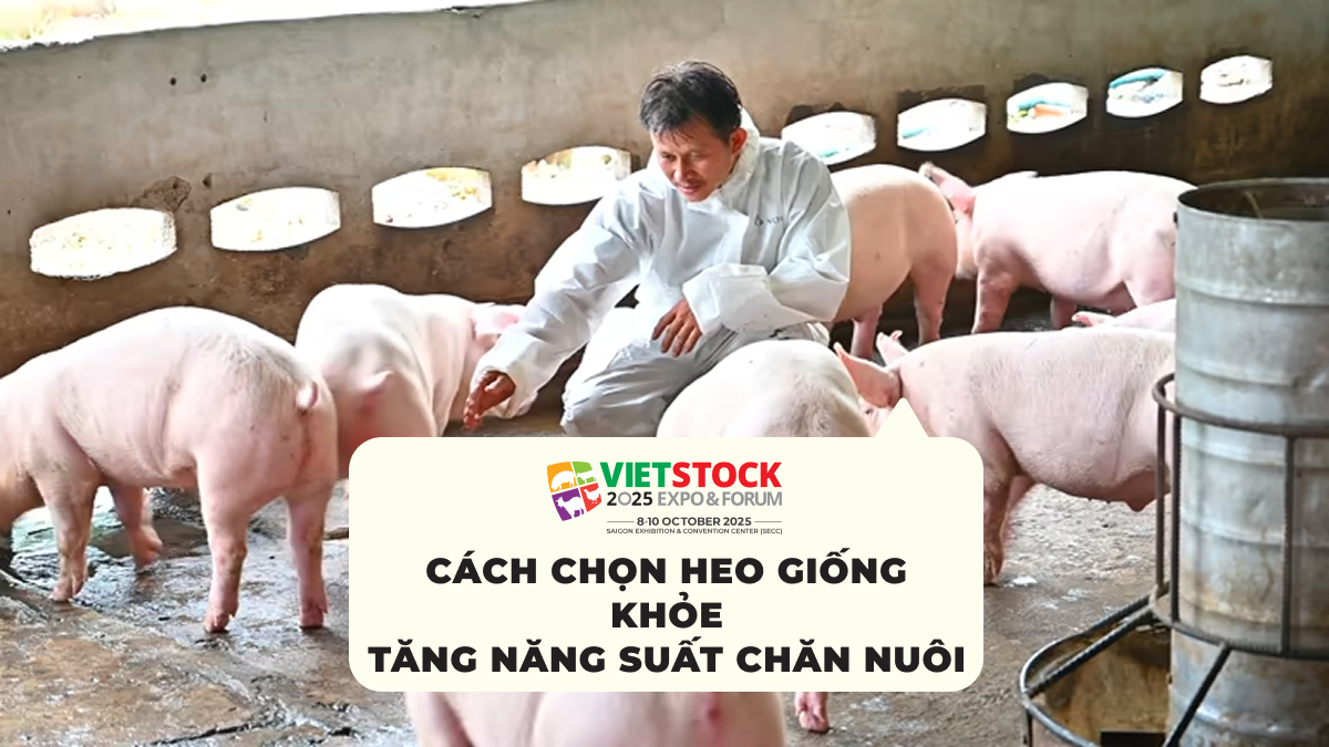 Cách Chọn Heo Giống Khỏe Tăng năng suất chăn nuôi